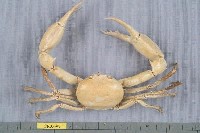 藏品(長手隆背蟹)的圖片